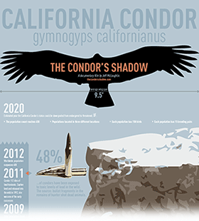 Infographic with California Condor timeline