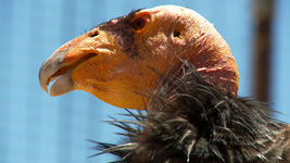 California condor